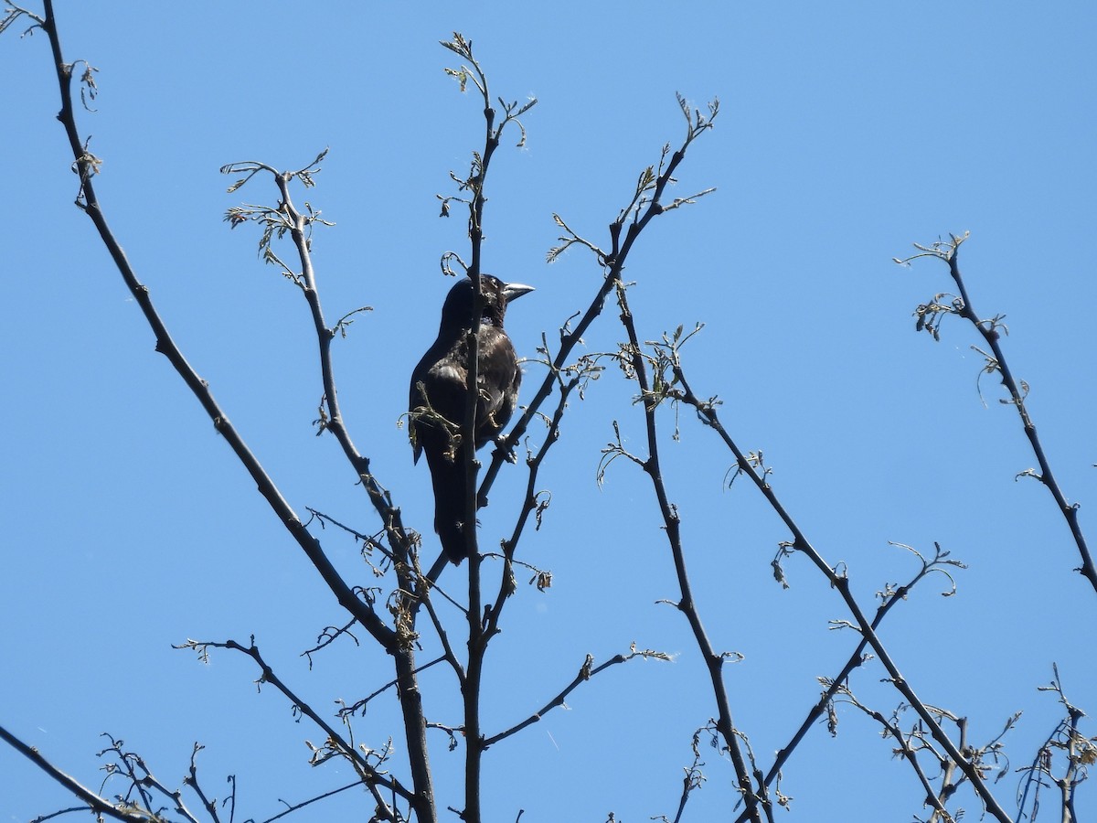 Red-winged Blackbird - ML620588740