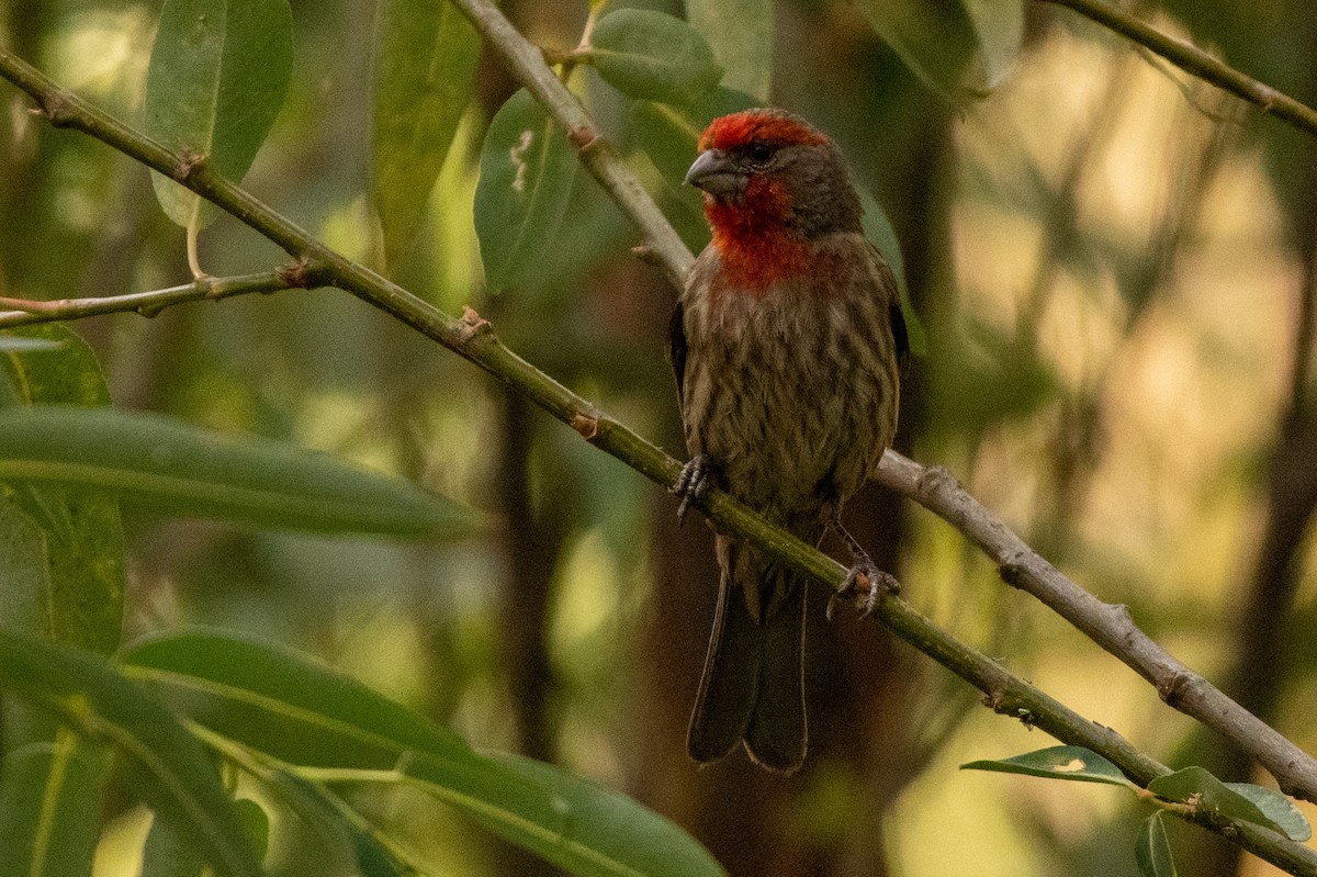 House Finch - ML620588741