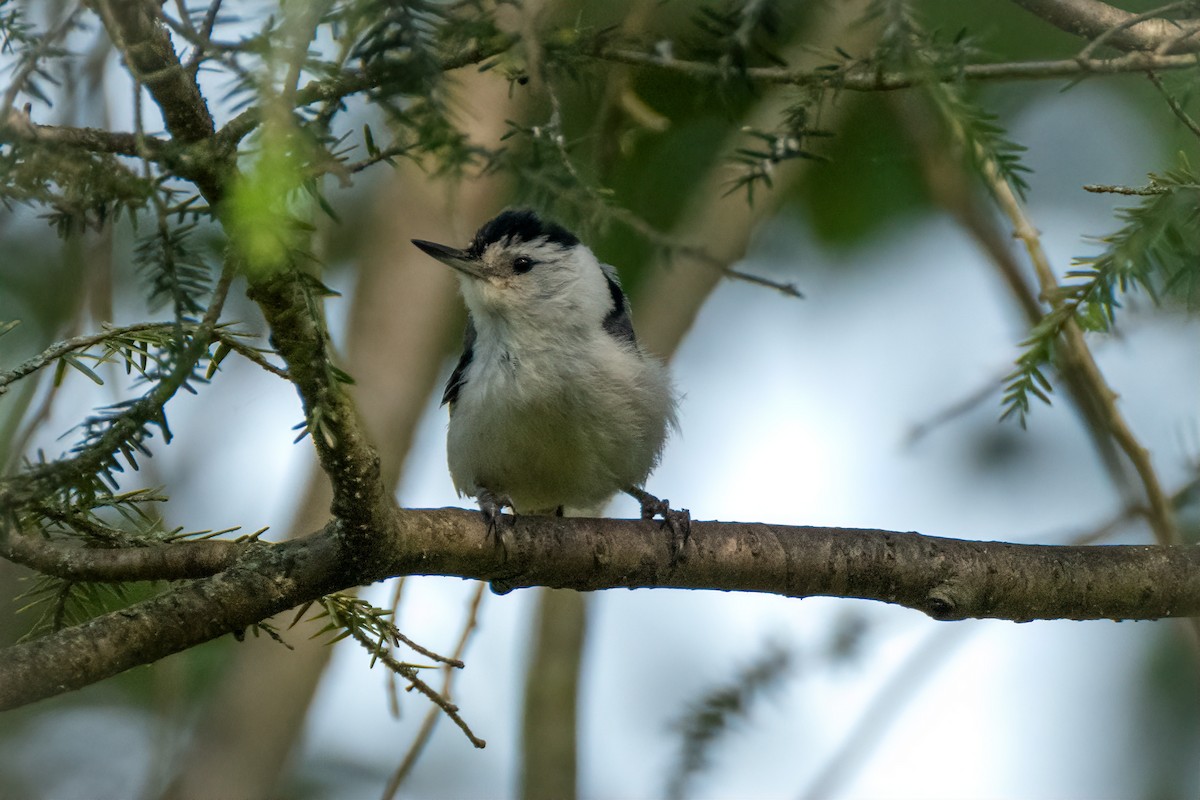 White-breasted Nuthatch - ML620588743
