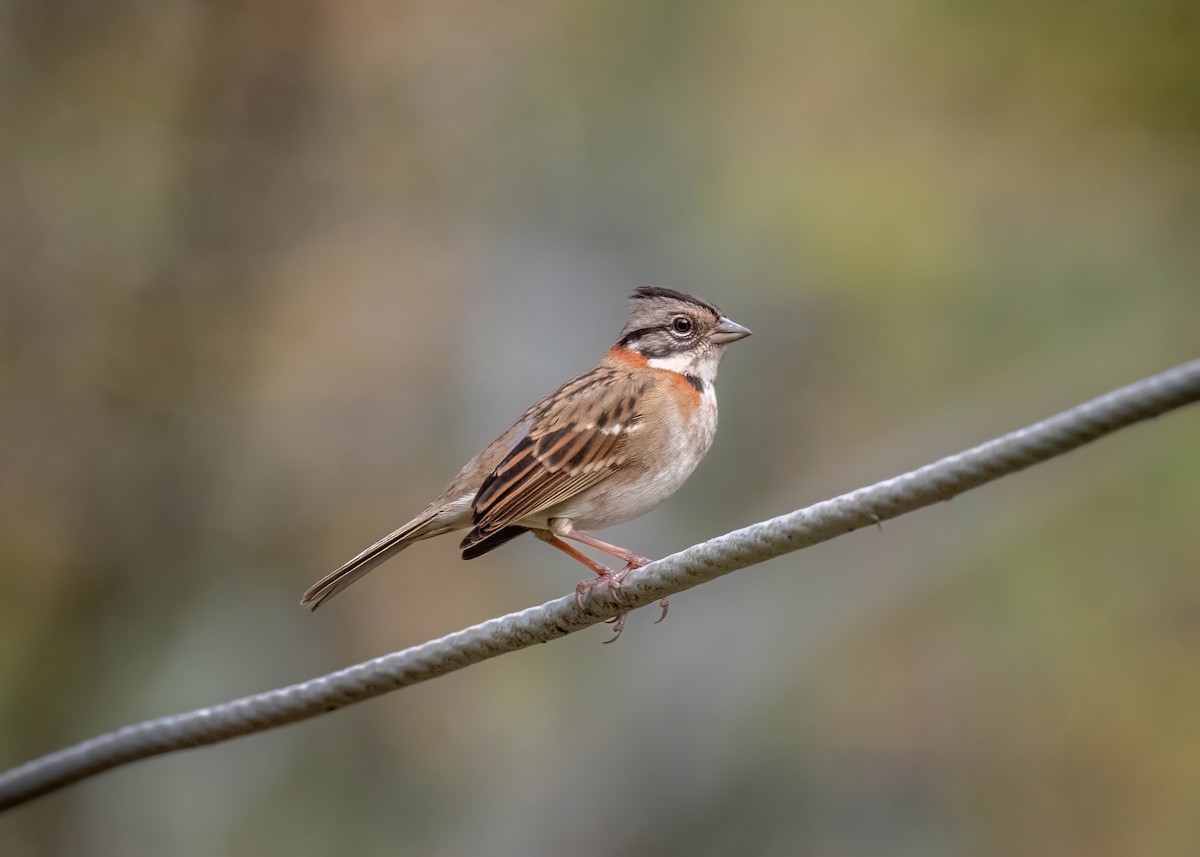Rufous-collared Sparrow - ML620588753