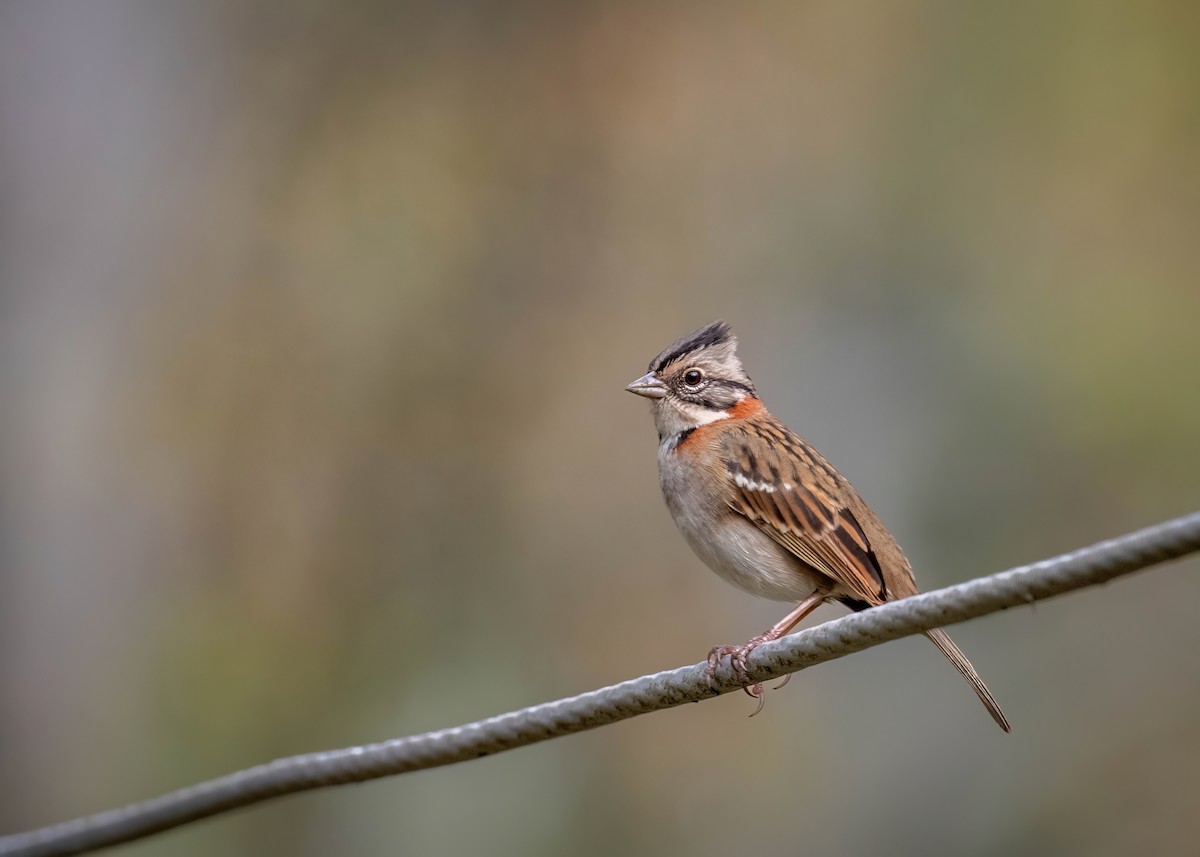 Rufous-collared Sparrow - ML620588754