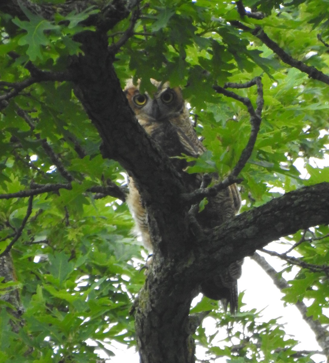 Great Horned Owl - ML620588755