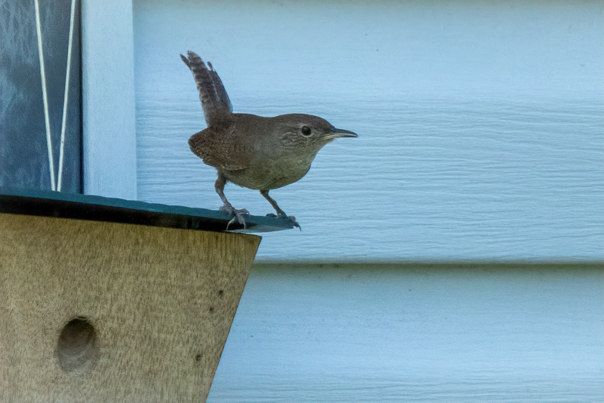 House Wren - ML620588759