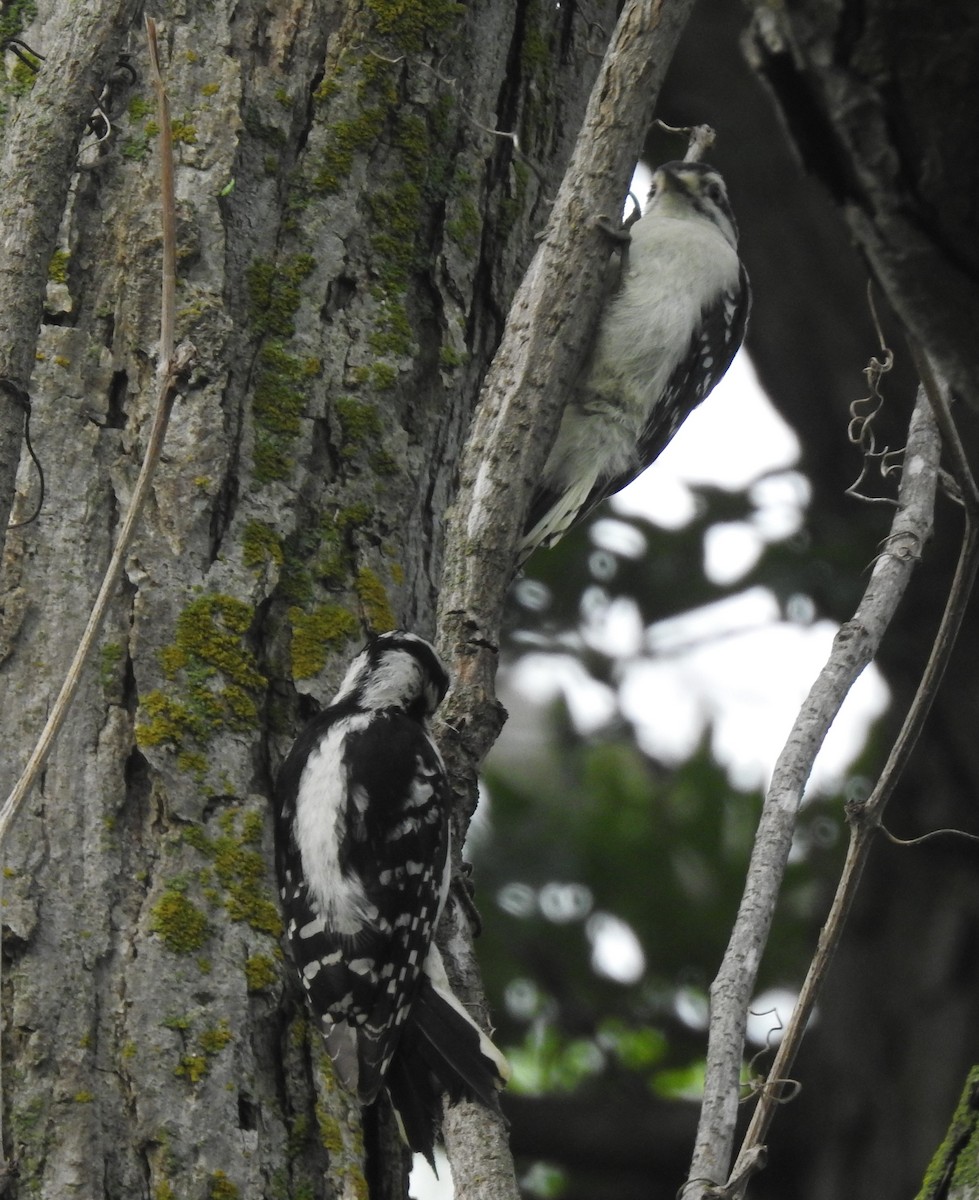 Downy Woodpecker - ML620588762