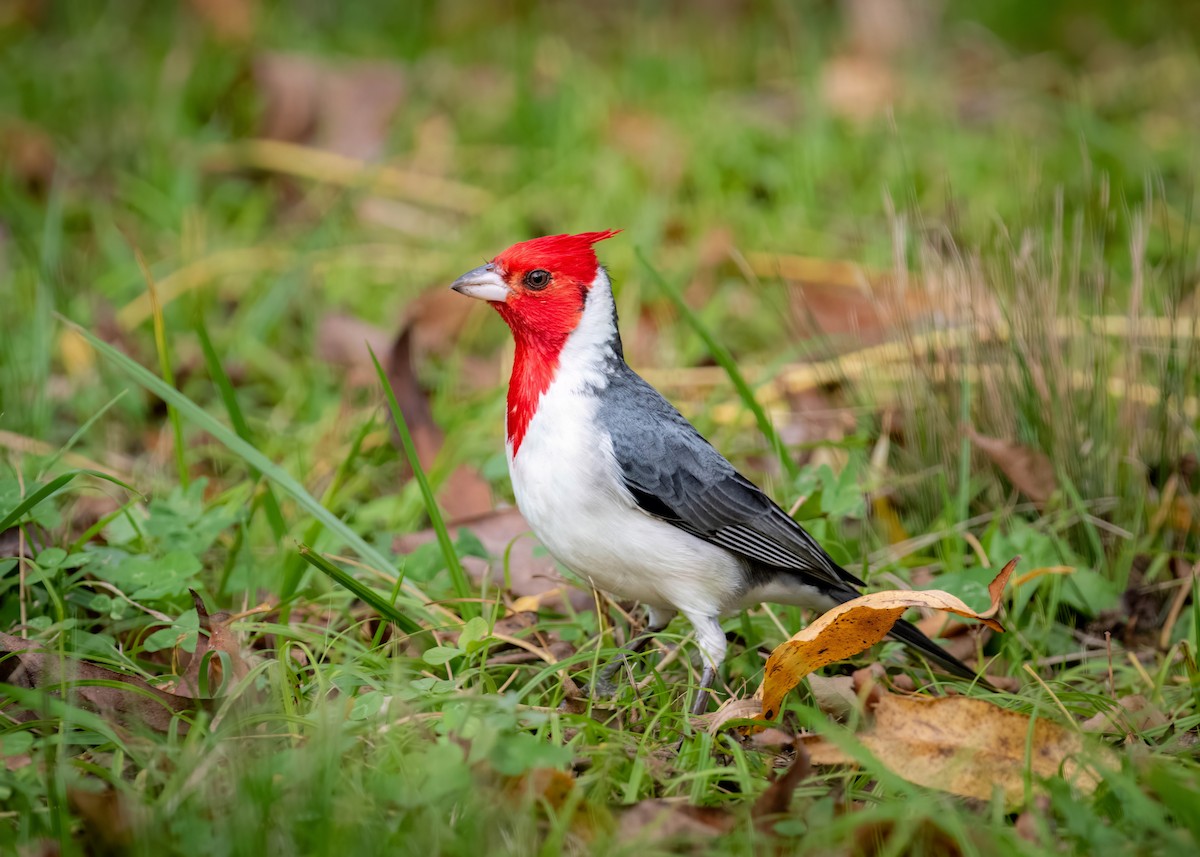 Red-crested Cardinal - ML620588771