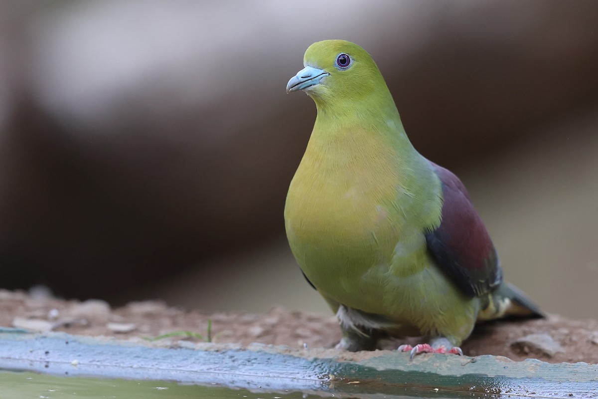 Wedge-tailed Green-Pigeon - ML620588797