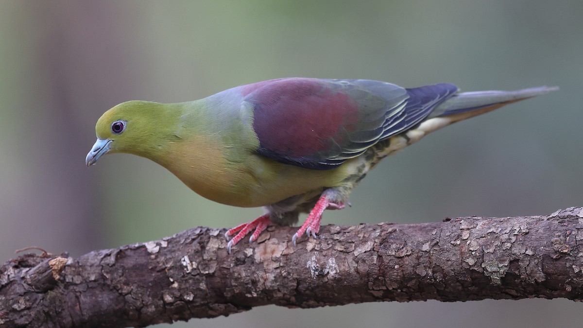 Wedge-tailed Green-Pigeon - ML620588798