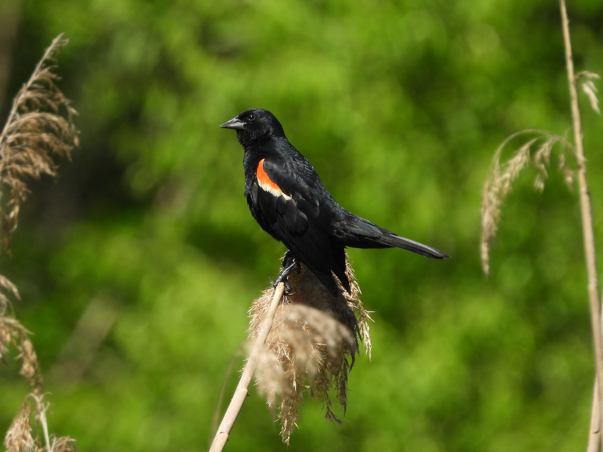 Red-winged Blackbird - Mark Stevens