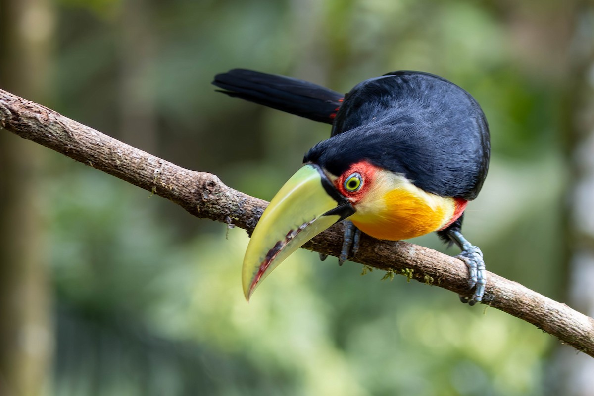 Red-breasted Toucan - ML620588802