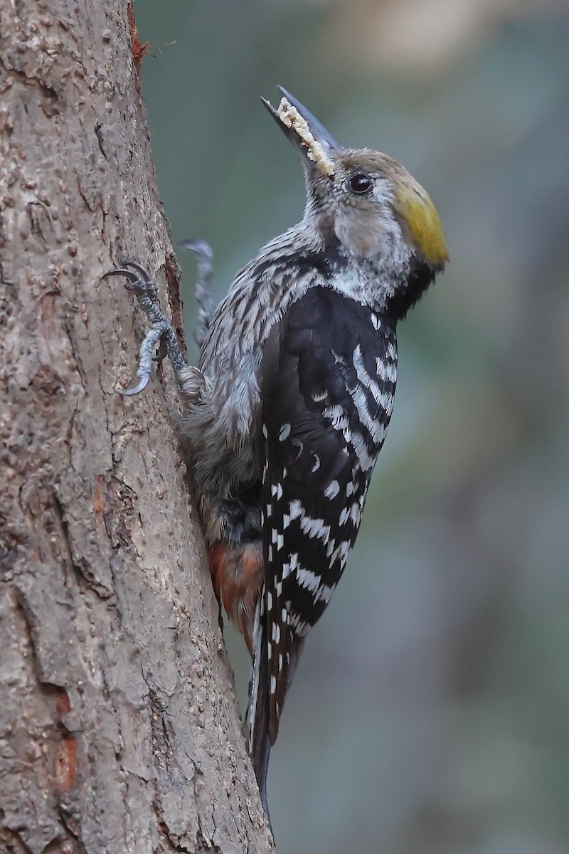 Brown-fronted Woodpecker - ML620588803