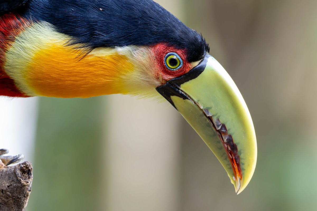 Red-breasted Toucan - ML620588807