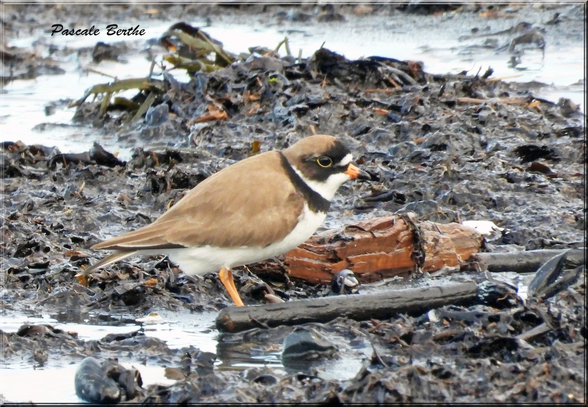 Semipalmated Plover - ML620588808