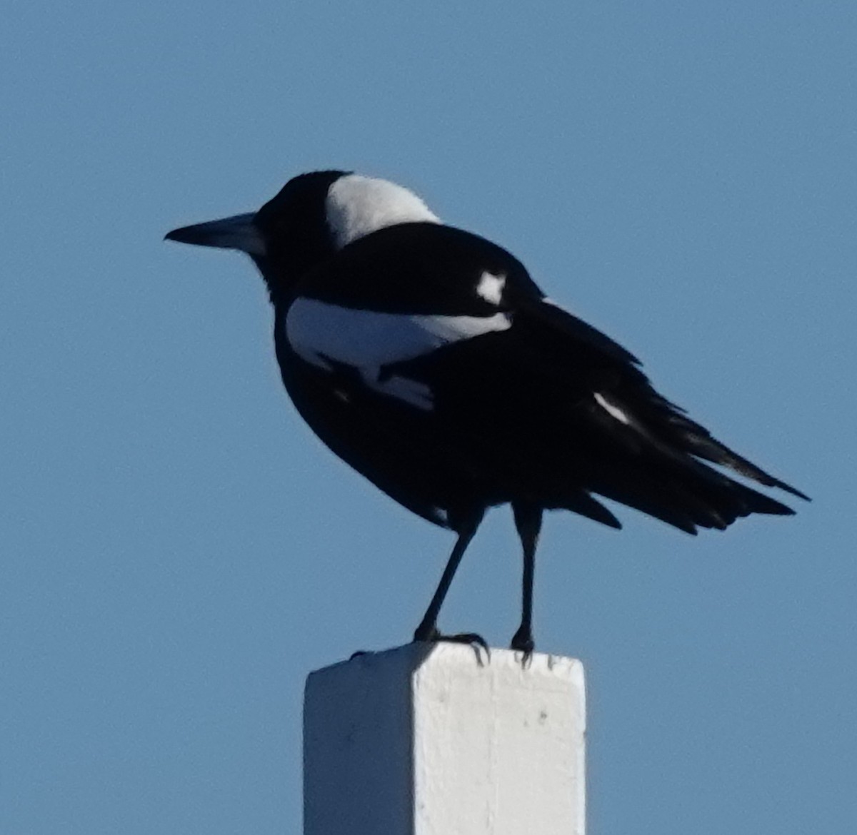 Australian Magpie (Black-backed) - ML620588809