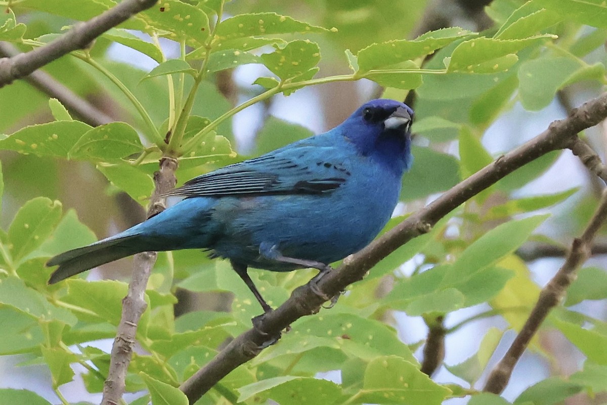 Indigo Bunting - ML620588810