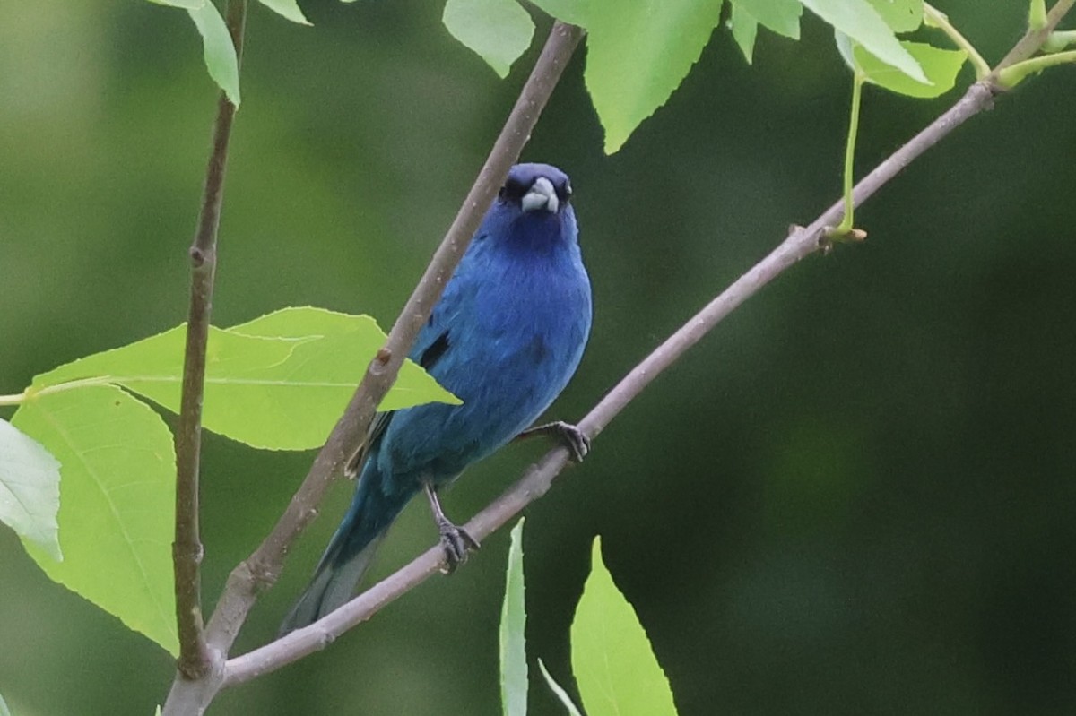 Indigo Bunting - ML620588811