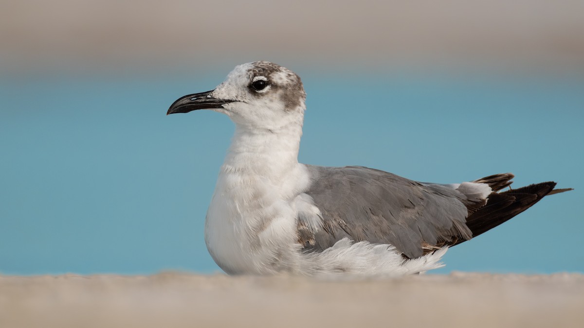 Mouette atricille - ML620588812