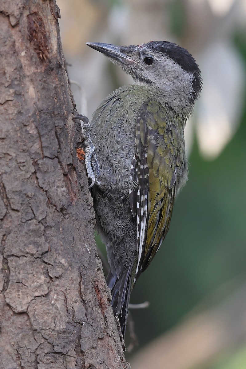 Gray-headed Woodpecker - ML620588816