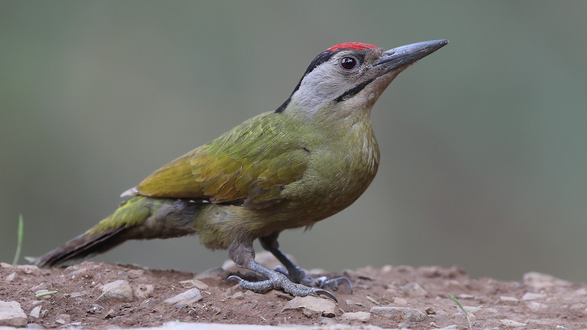 Gray-headed Woodpecker - ML620588817