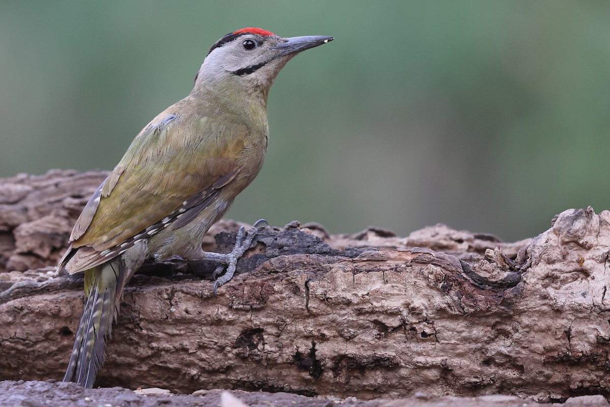 Gray-headed Woodpecker - ML620588818