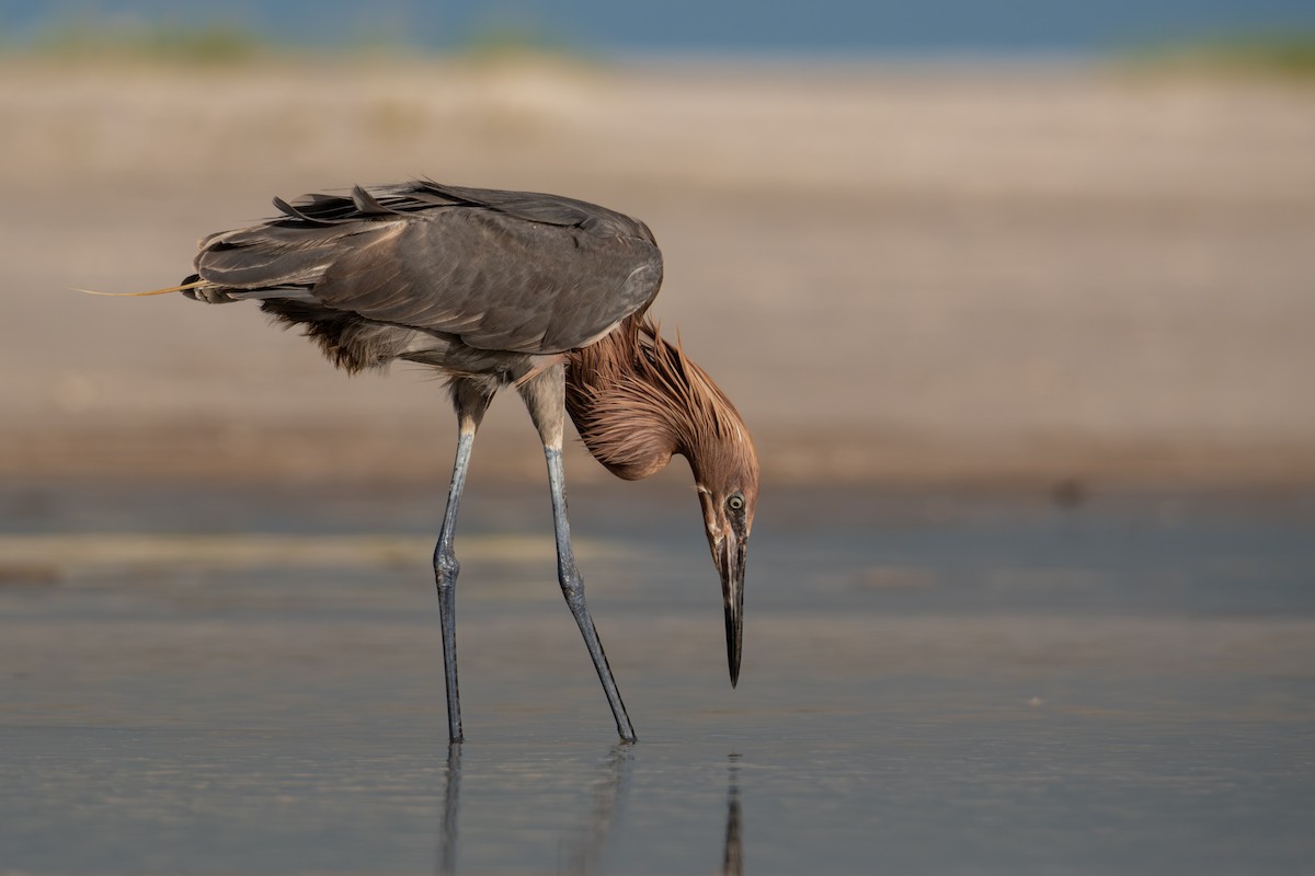 Reddish Egret - ML620588821