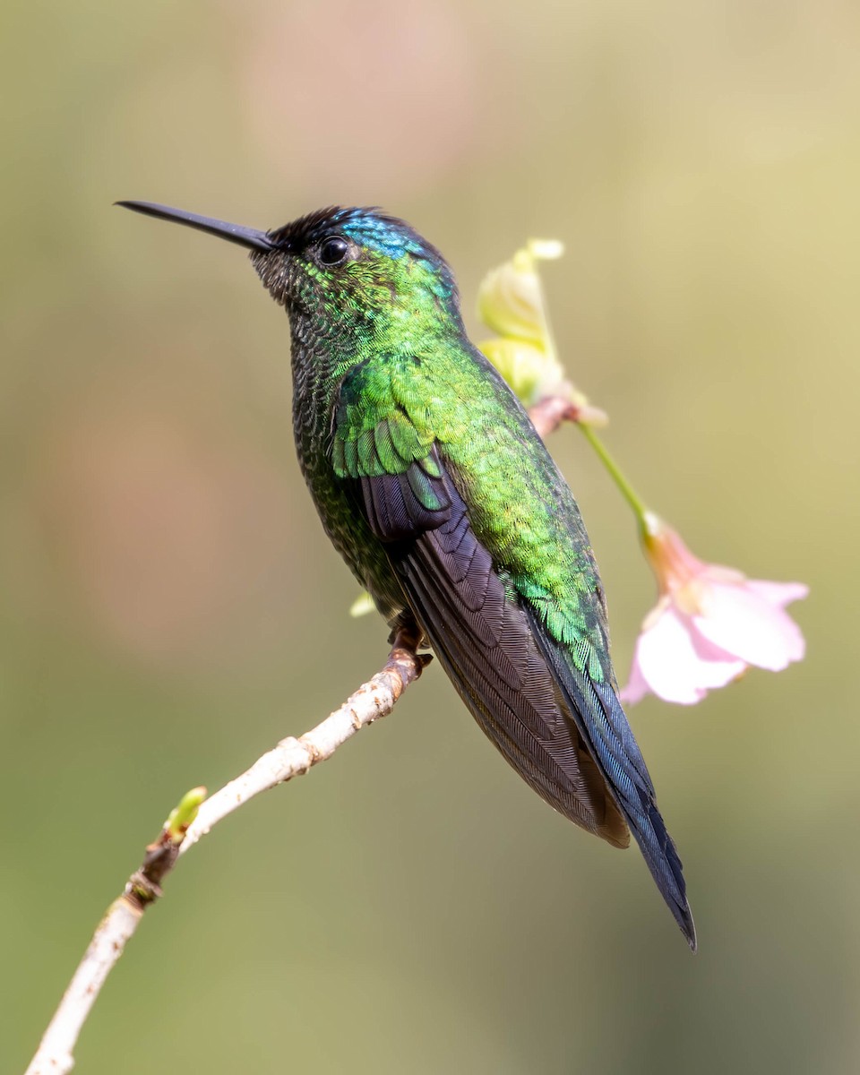 Violet-capped Woodnymph - ML620588822