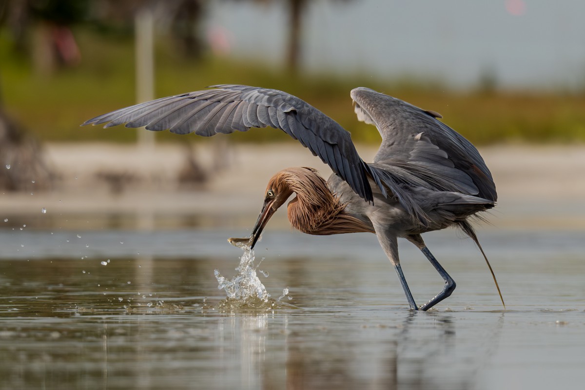 Reddish Egret - ML620588823