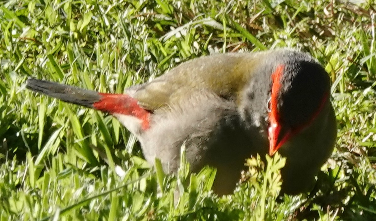 Red-browed Firetail - ML620588852