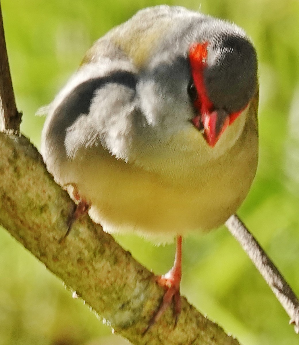 Red-browed Firetail - ML620588853