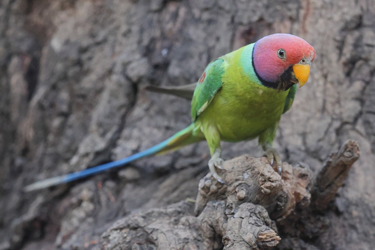 Plum-headed Parakeet - ML620588855