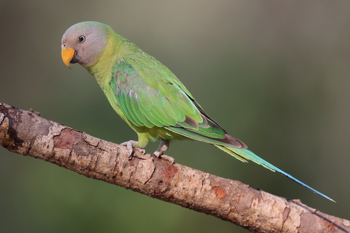 Plum-headed Parakeet - ML620588856