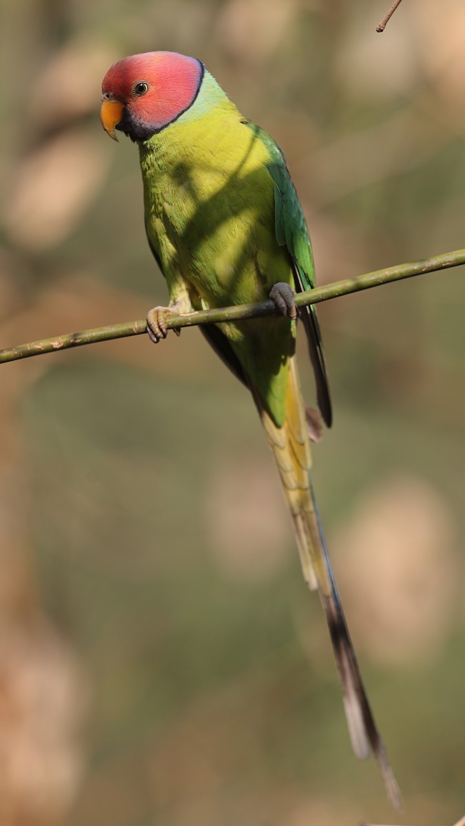 Plum-headed Parakeet - ML620588857