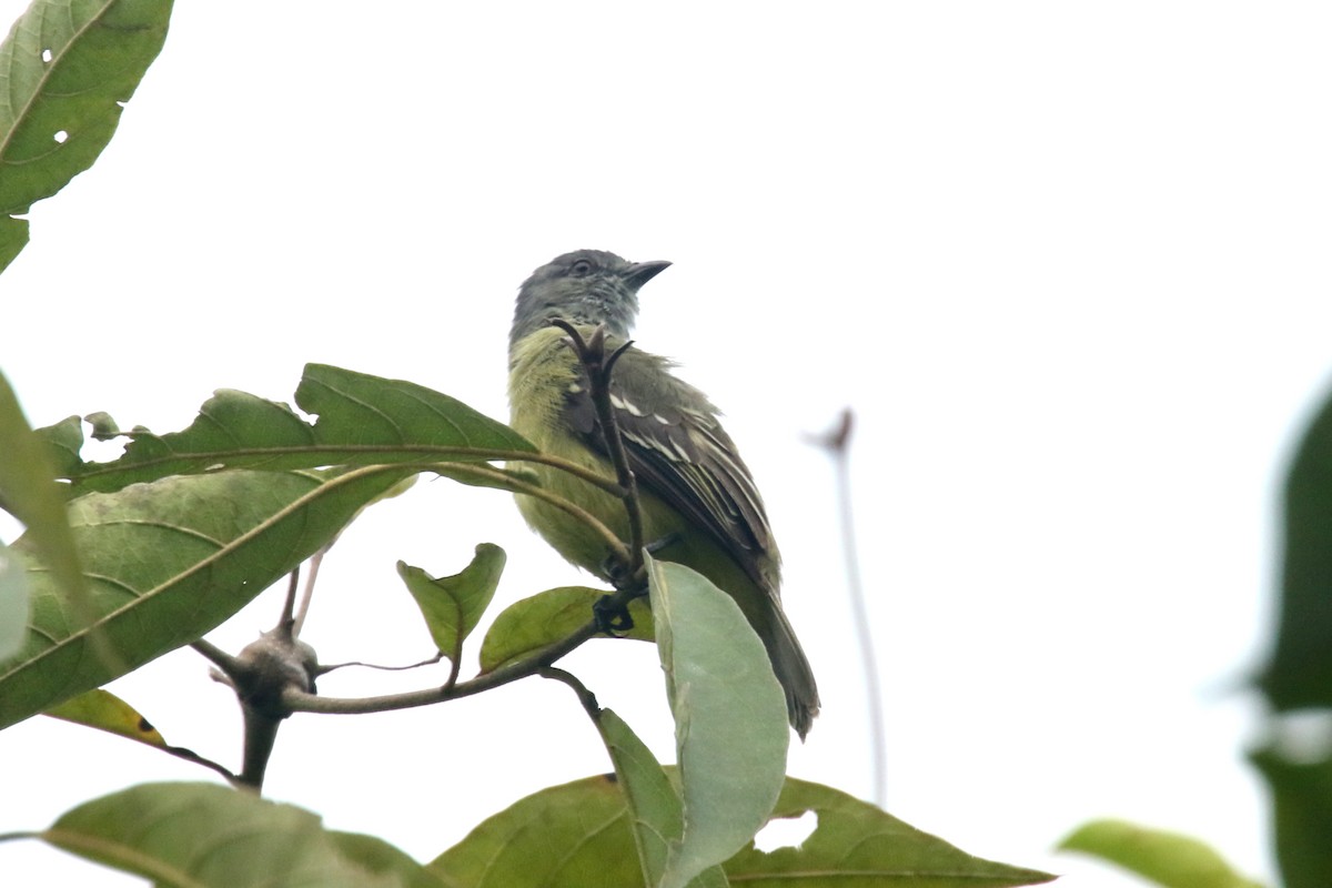 Yellow-olive Flatbill - Luis Carlos García Mejía