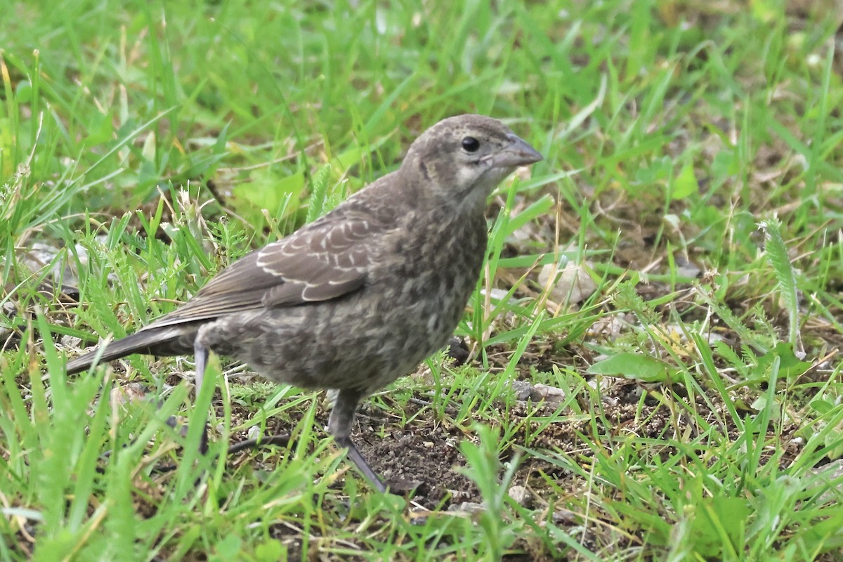 Brown-headed Cowbird - ML620588869