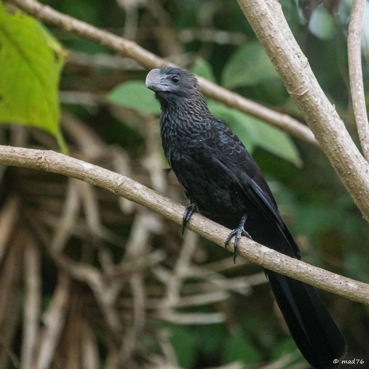 Smooth-billed Ani - ML620588870