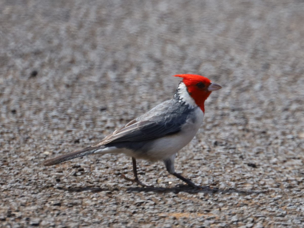 Red-crested Cardinal - ML620588871