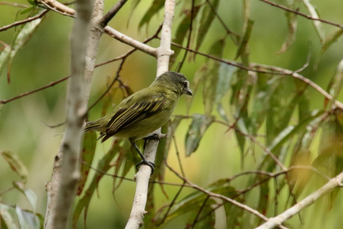 Gray-crowned Flatbill - ML620588874