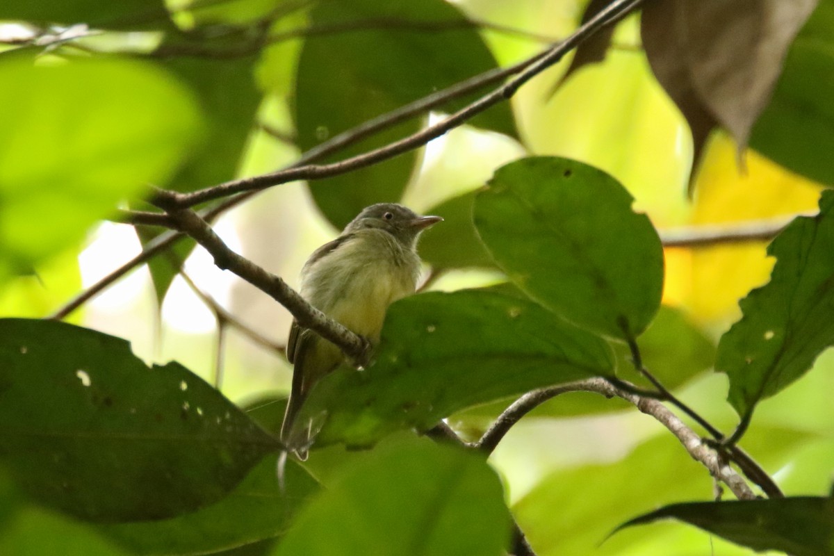 Gray-crowned Flatbill - Luis Carlos García Mejía