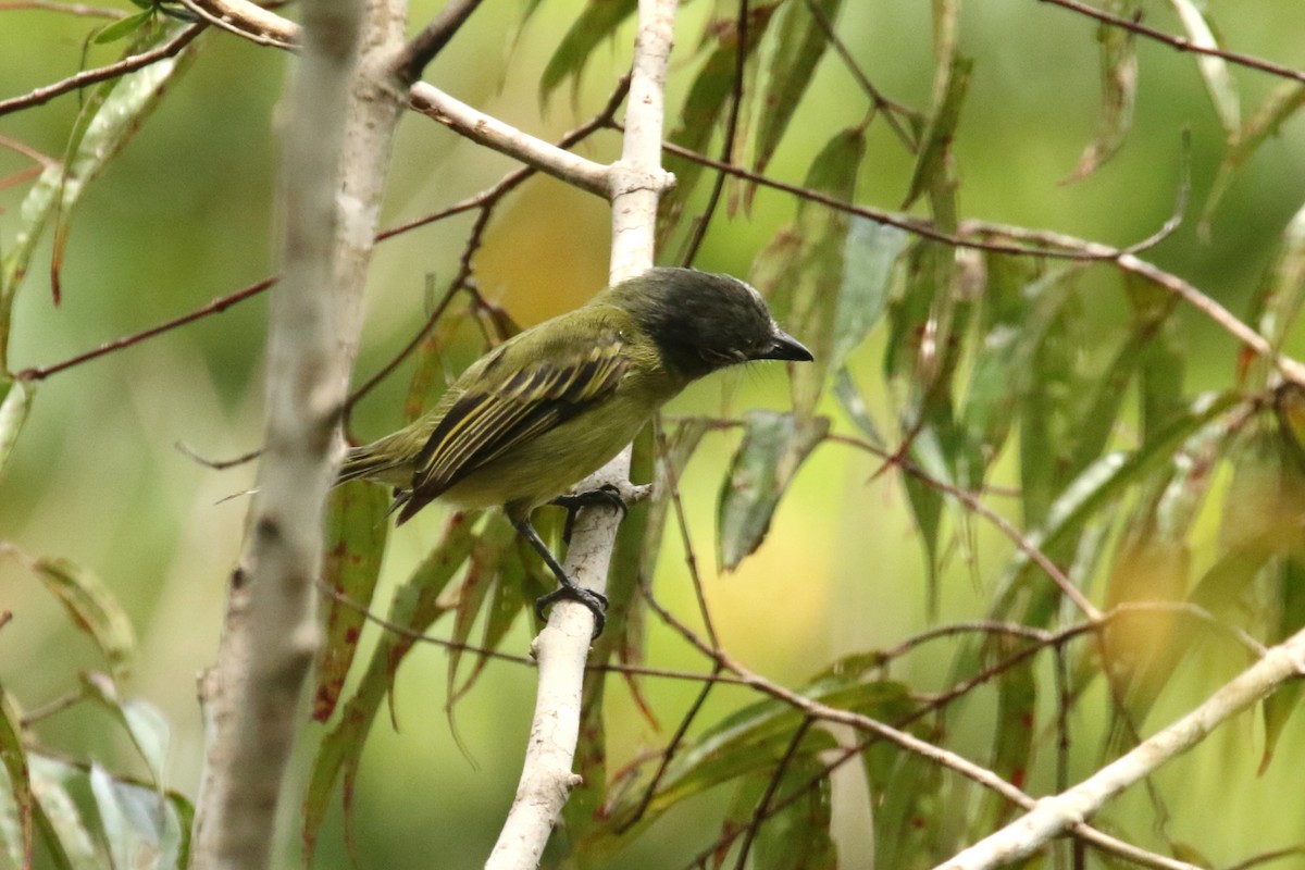 Gray-crowned Flatbill - ML620588876