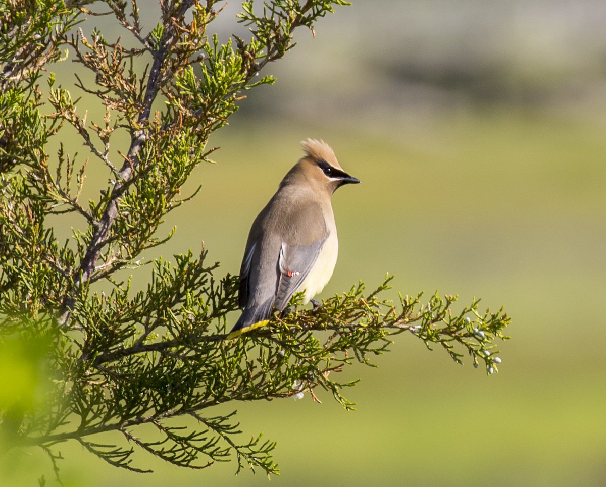 Cedar Waxwing - ML620588877