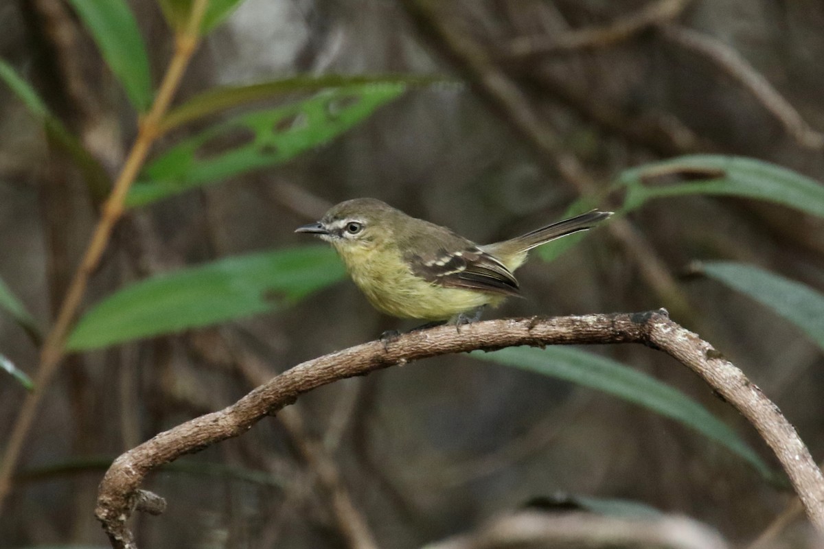 Amazonian Tyrannulet - ML620588899