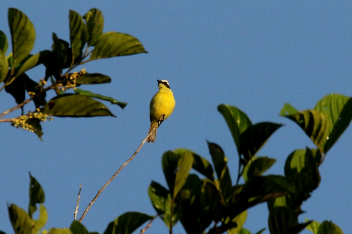 Yellow-throated Flycatcher - ML620588911