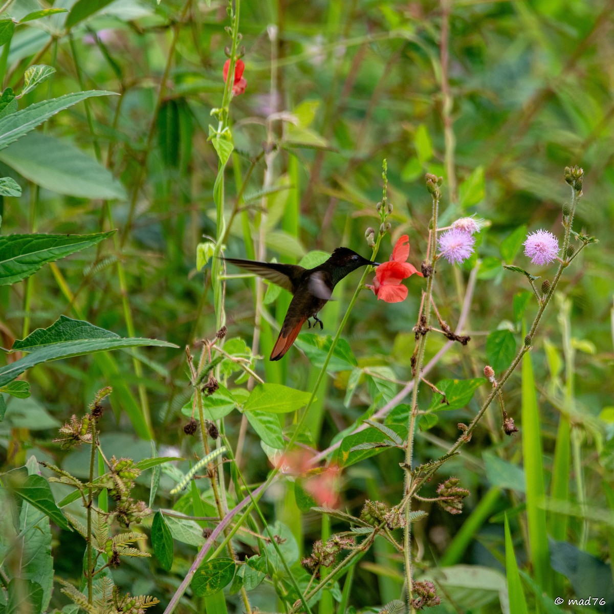 Colibrí Rubí - ML620588915