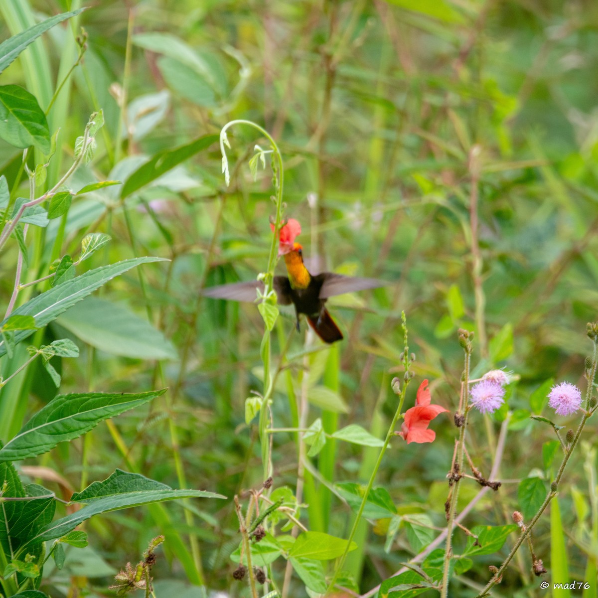 Ruby-topaz Hummingbird - ML620588916