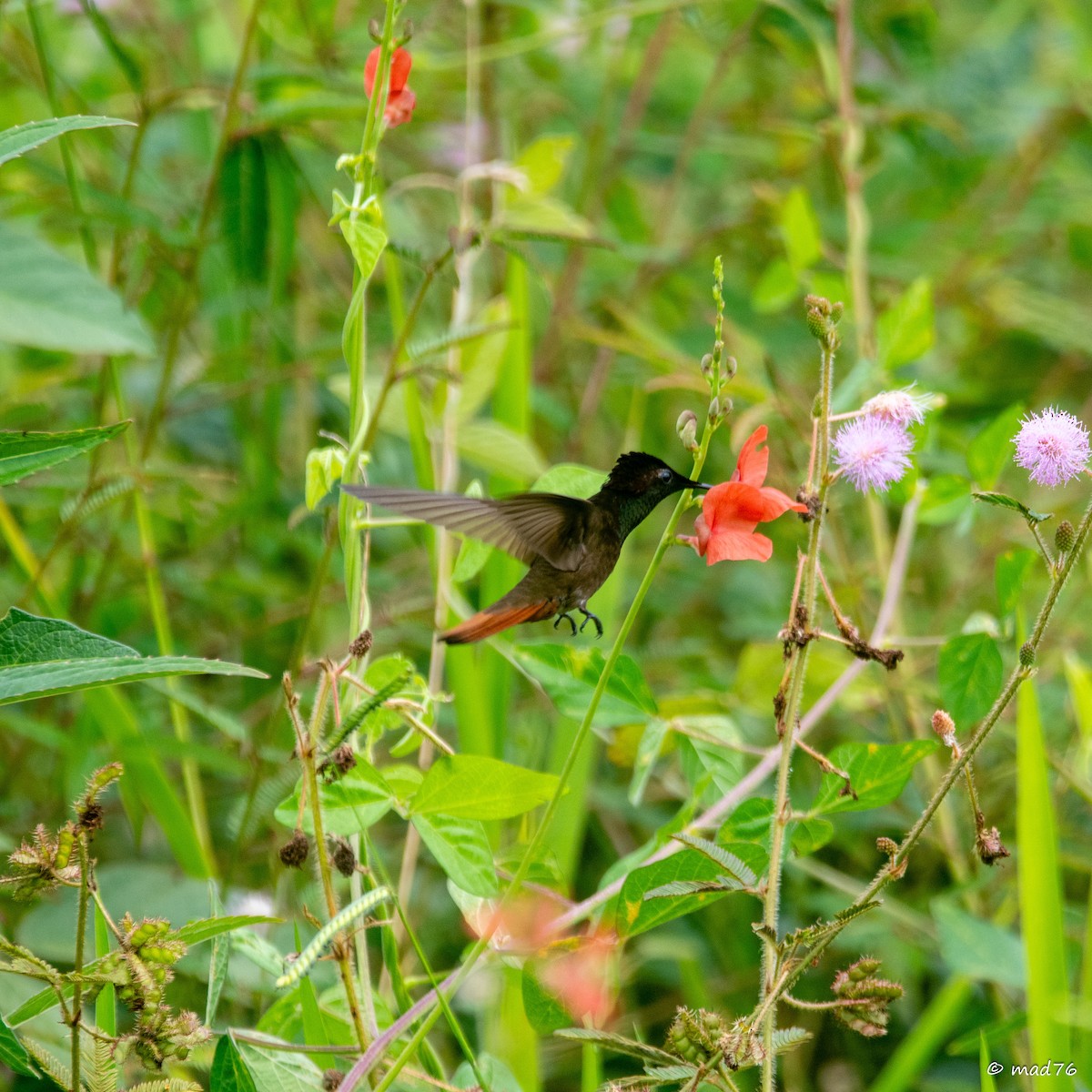 Colibri rubis-topaze - ML620588917