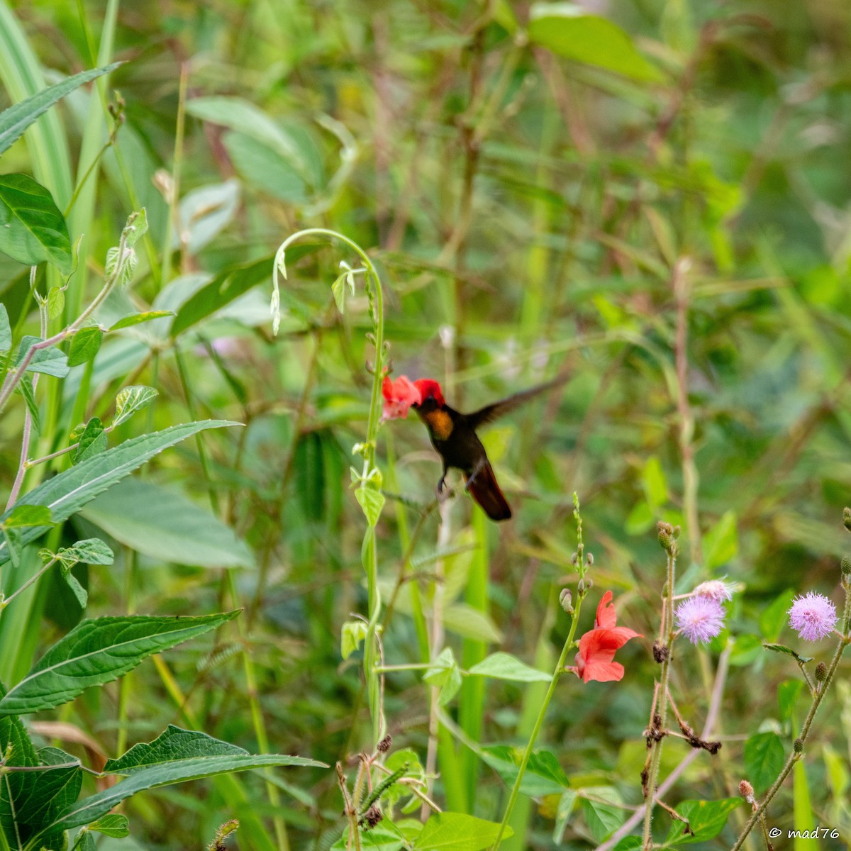 Colibri rubis-topaze - ML620588918