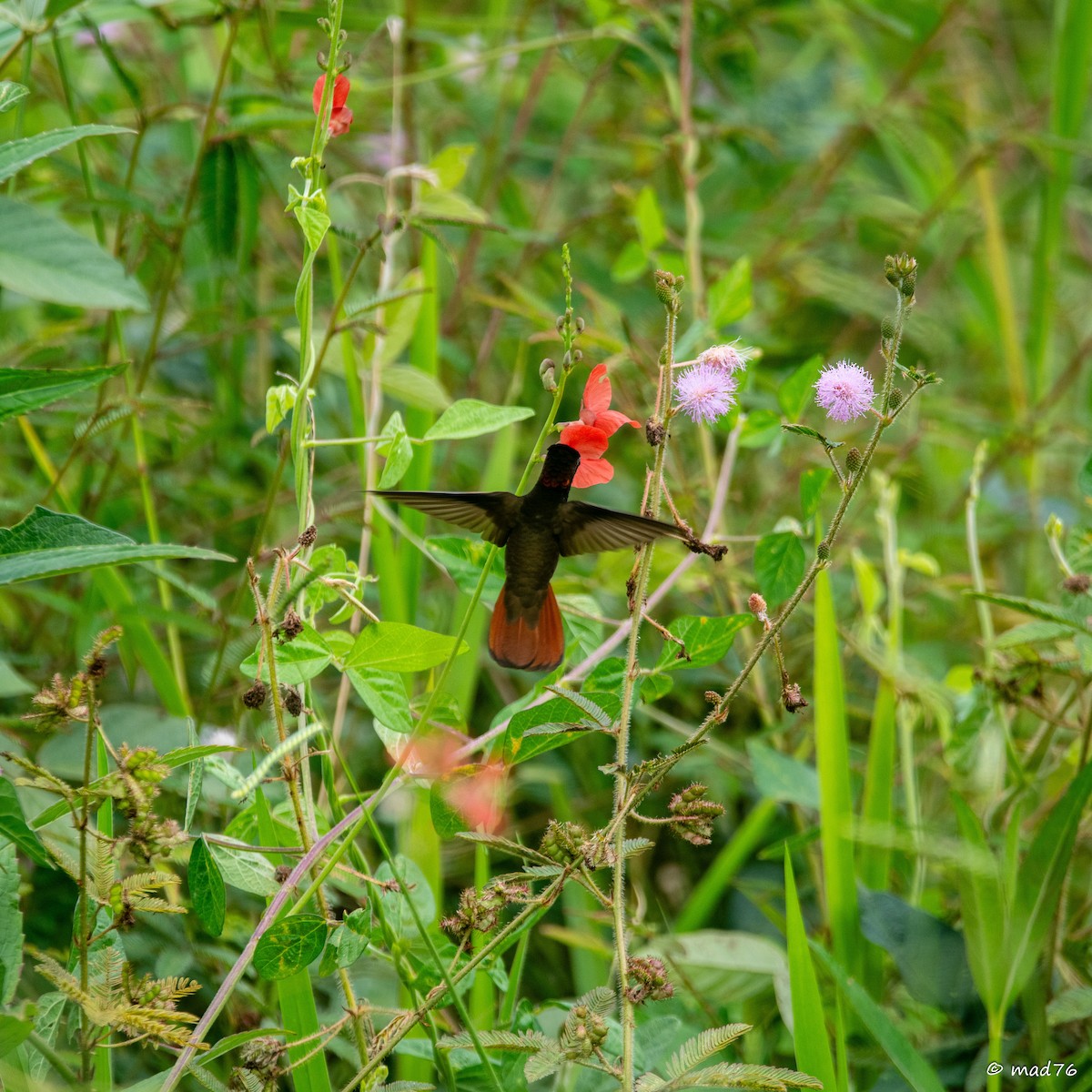 Colibrí Rubí - ML620588919