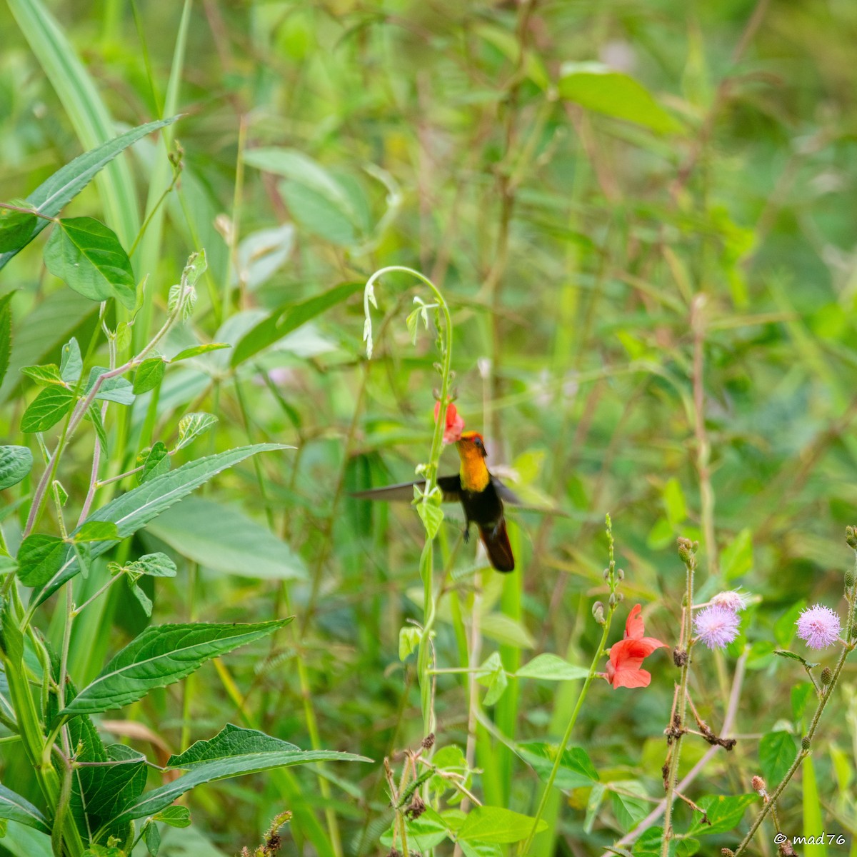 Ruby-topaz Hummingbird - ML620588920