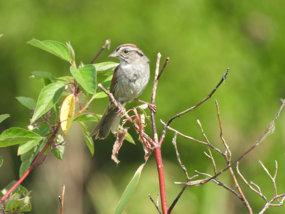 Swamp Sparrow - ML620588932