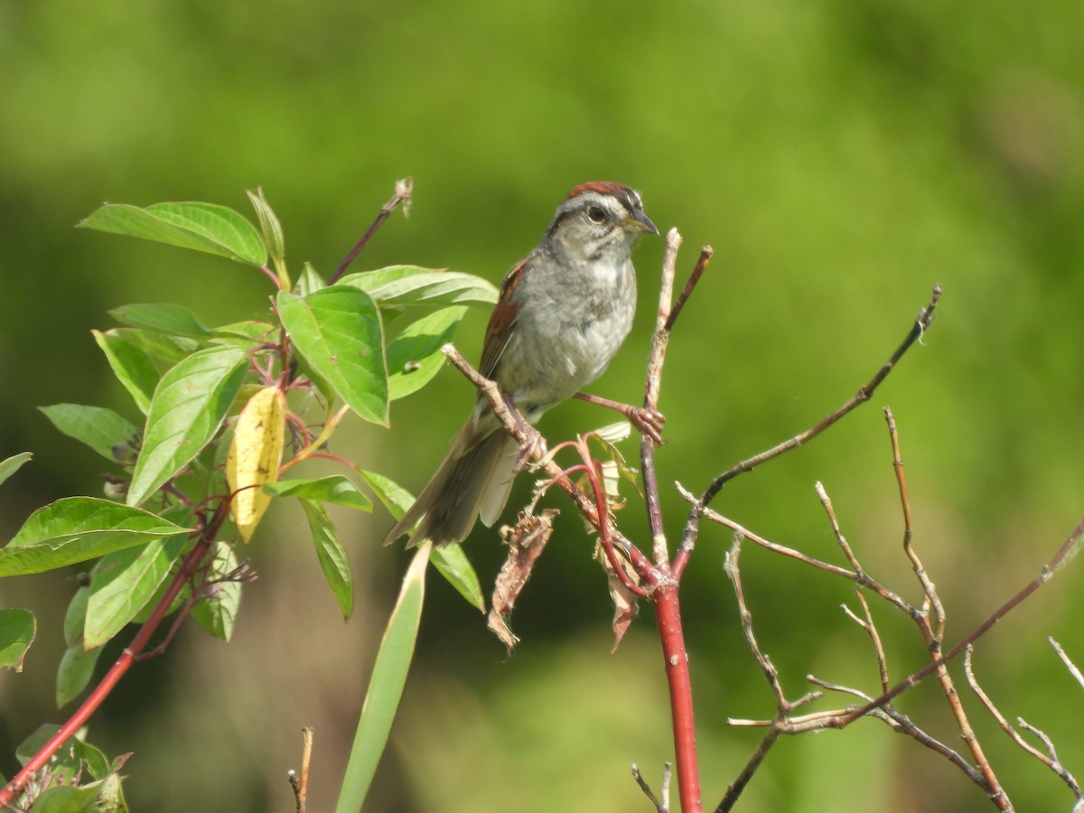 Swamp Sparrow - ML620588933