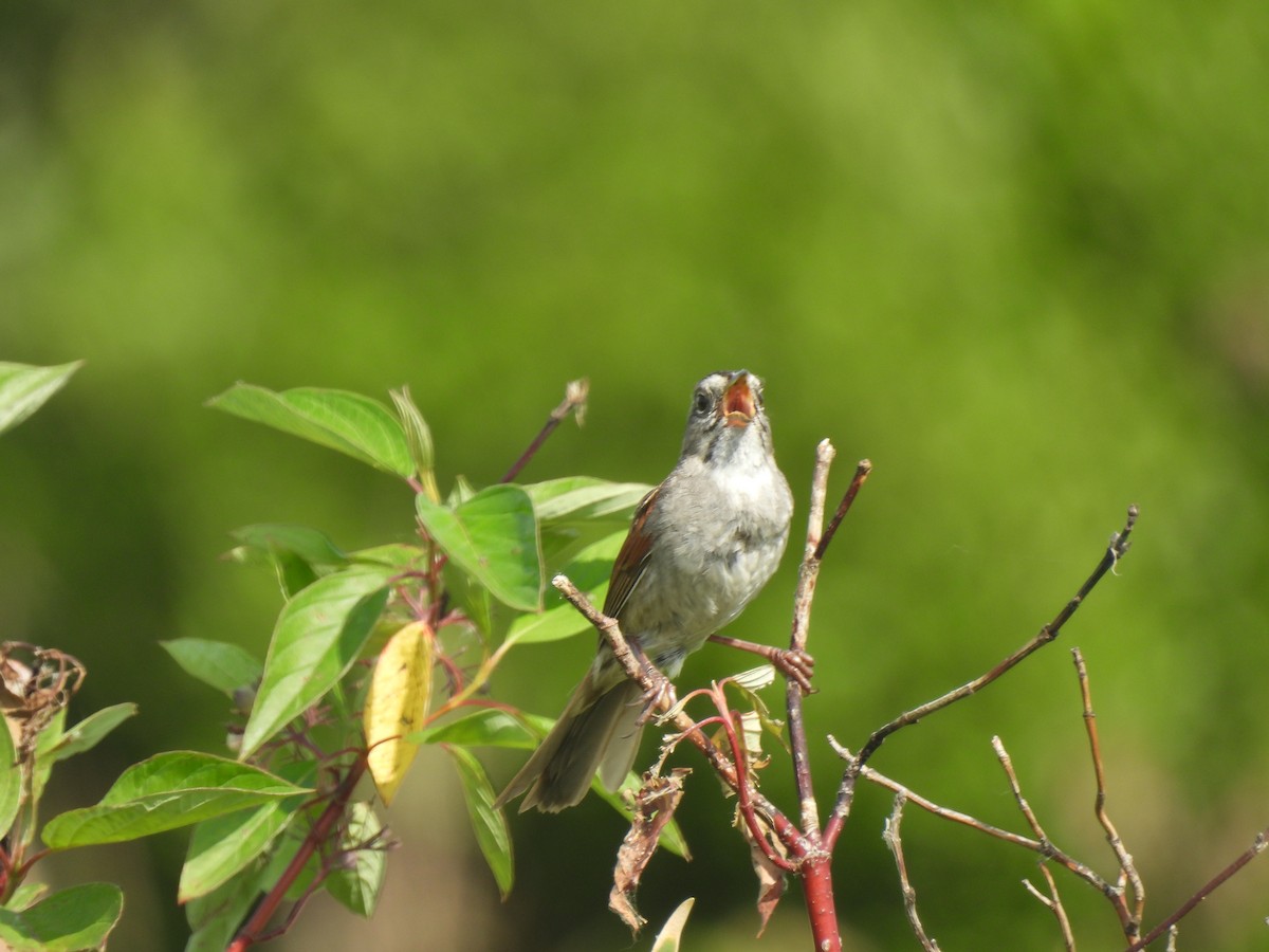 Swamp Sparrow - ML620588934